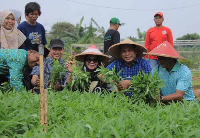 panen sayur_koranpelita.co