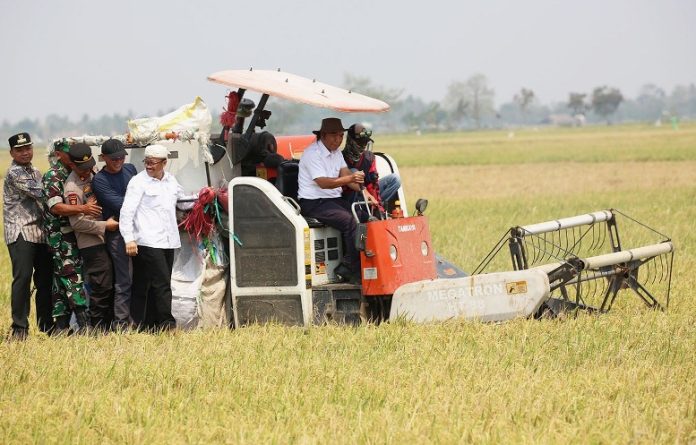 siap panen_koranpelita.co