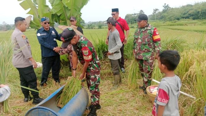 panen padi_koranpelita.co