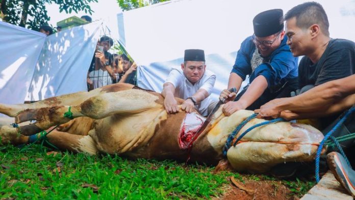 sembelih langsung_koranpelita.co