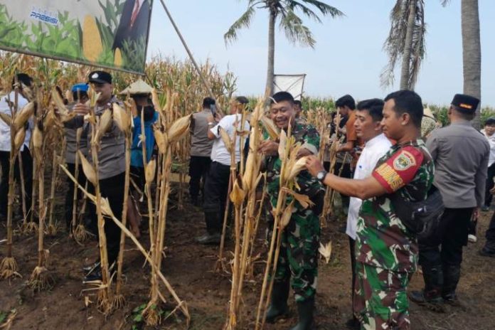 danramil penan jagung_koranpelita.co