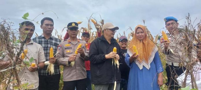 rajeg panen jagung_koranpelita.co