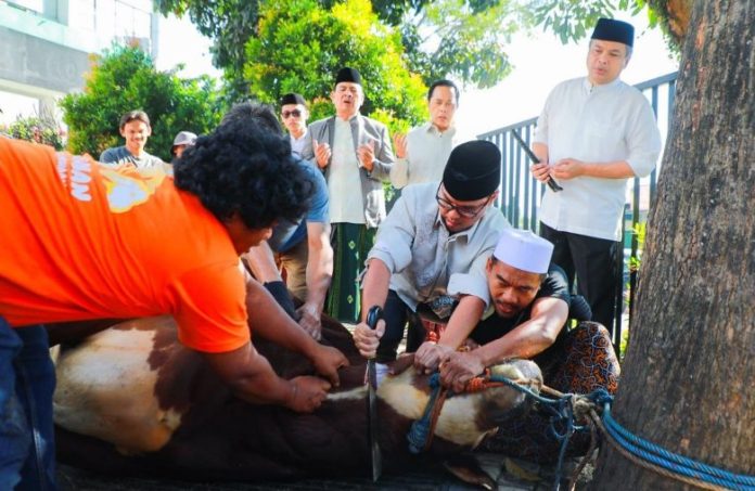 sembelih hewan qurban_koranpelita.co