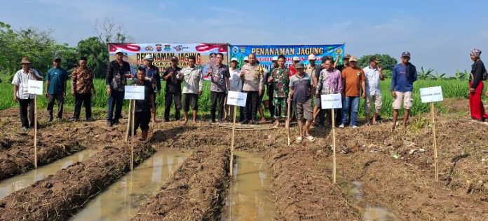 tanam jagung hibrida_koranpelita.co