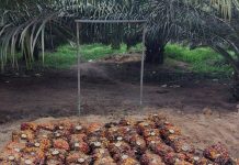 Narkoba, Penyebab Sawit Rakyat di Sumut Rentan Pencurian Terorganisir Disertai Kekerasan