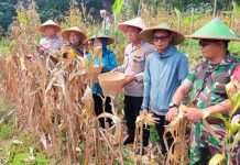 Koramil 06/Tigaraksa Panen Jagung BUMDes di Desa Pete