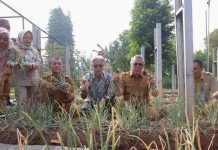 Wali Kota Tangsel Panen Perdana Bawang Merah Varietas Batu , Hasil Uji Coba Pupuk Bio-Organik
