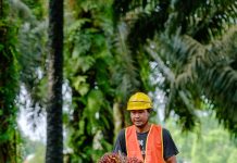 Catat Kinerja Positif, Produksi TBS PTPN IV Regional IV Tembus 244 Ribu Ton di Semester I 2026