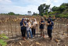 Dukung Kemandirian Pangan Nasional, PTPN IV Regional IV Kebun Tanjung Lebar Sukses Gelar Panen Kedua dan Lanjutkan Penanaman Tahap Ketiga