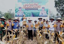 Ditlantas Polda Banten Panen Jagung 3 Ha, Wujud Nyata Polri Dukung Ketahanan Pangan