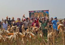 Kelompok Tani Binaan Korami 09/Mauk Panen Jagung Hybrida