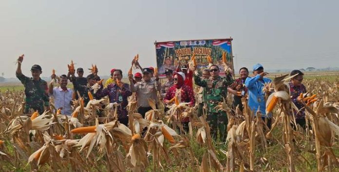 panen jagung hibrida_koranpelita.,co