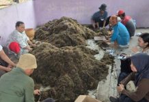Pemkab Tangerang Gandeng BRIN, Riset Peningkatan Produksi Padi Sawah di Mekar Jaya Sepatan